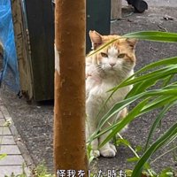 木の陰からこちらを見る猫