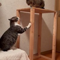 向かい合う2匹の猫たち