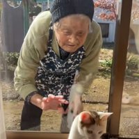 日向ぼっこしているミケ猫と窓の向こうにいるおばあさん