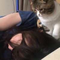 じっと様子を見る猫