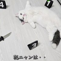 事件現場を模した床に横になる猫