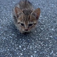 道路にたたずむ小さな子猫2