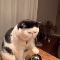 ベルを鳴らす猫