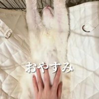 仰向けでバンザイする猫