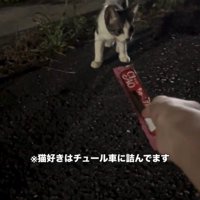 おそるおそる近付く子猫