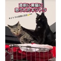 ケージ上にいる猫たち