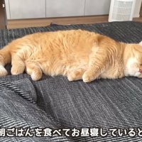 寝ている猫