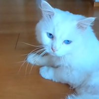 きれいな白い毛になり室内で過ごすシロちゃん