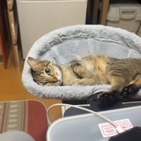 こちら向いた姿