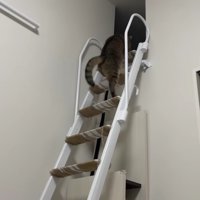 はしごを駆け上るみにらくん