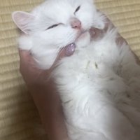 投稿主さんにほっぺをムニュムニュされるマンチカン