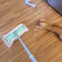 進んで行く掃除道具を追いかける子猫