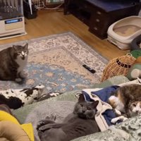 上を見ながら口を開けている床にいる猫とソファの上にいる口を閉じた2匹の猫