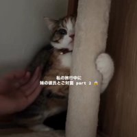 キャットタワーにしがみつく猫