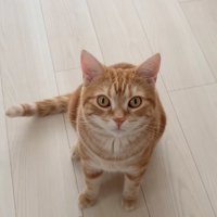 フローリングでお座りをしている猫