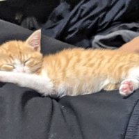 お父さんの足の上で伸びきって眠る子猫