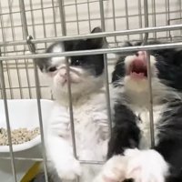 掴まり立ちするふたり