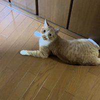 カメラ目線の猫