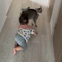 猫とハイハイする赤ちゃん