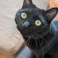大きな瞳の黒猫