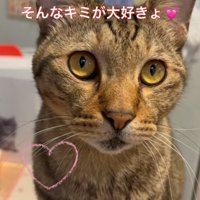 目を開いて見つめる猫