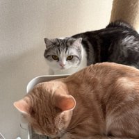 白グレーの猫と茶トラ猫