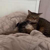 室内にいる猫