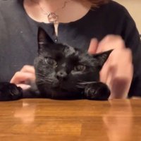 猫の頭から手を放す飼い主