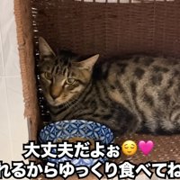 ごはんを出された子猫