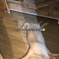 気づかずに待つ猫