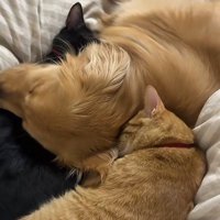 寝ている犬と2匹の猫