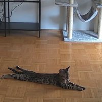 ペットカメラが撮影している猫