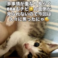寝転がる子猫