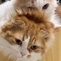 茶色い猫の上に乗るクリーム色の猫