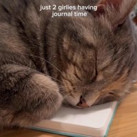 ノートの上で寝る猫