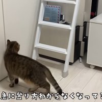 階段はしごの下にいる猫