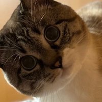 ソファーに座っている猫