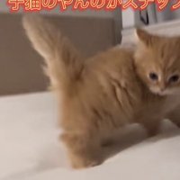「子猫のやんのかステップ」のテロップ写真2