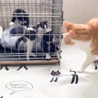 跳び上がる子猫