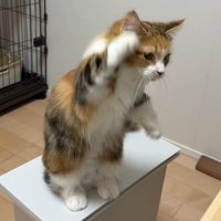 後ろ足で立って手をあげる猫