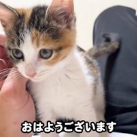 テロップ「おはようございます」