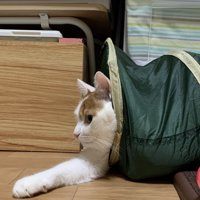 トンネルの入り口から顔を出す猫