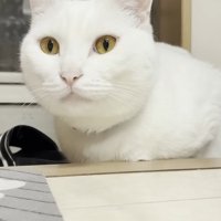 トコちゃんのアップ