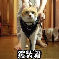 ハーネスをつける猫