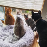 外を眺める猫たち