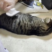 ブラッシングしてもらっている猫