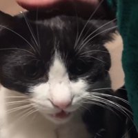 女性の膝の上で声をあげる猫