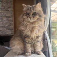 座っている猫