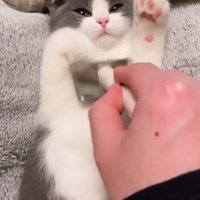 片手を上げる子猫