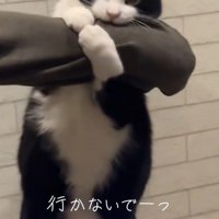 二本足で立ち上がる猫